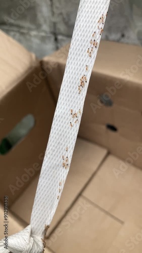 Close-up ant crawling on white strap over cardboard box
