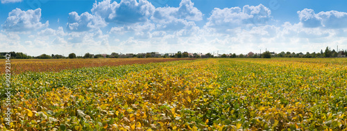 soybean ripening, plots lines different varieties in soybean field