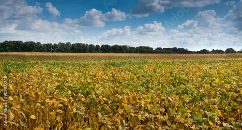 Yellow green leaves soybean field close-up, soybean ripening and beautiful sk...
