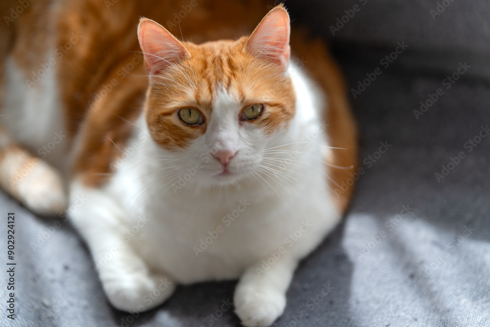 brown and white cat with yellow eyes looks at the camera. close up brown and white cat with yellow eyes looks at the camera. close up