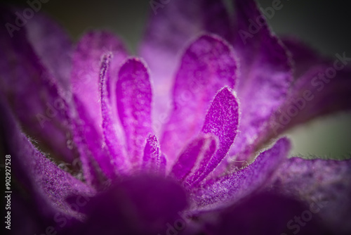 Summer purple flowers. Macro photograph of French Lavender Bush Up Close.