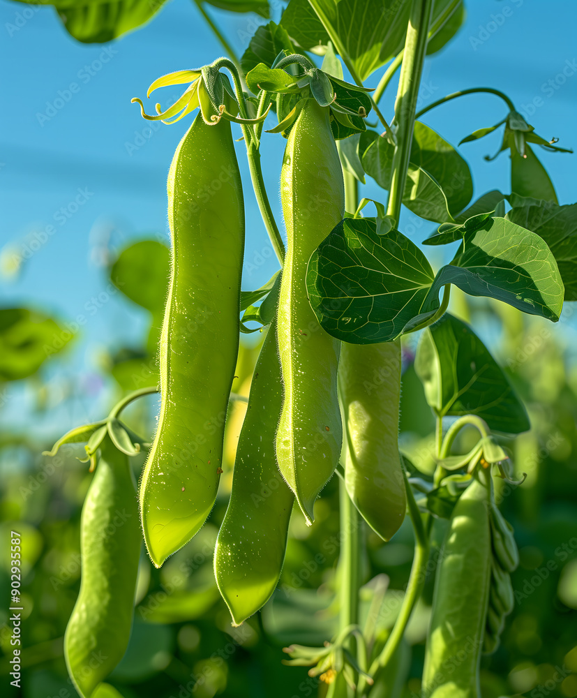 Fresh Green Peas Pod on a Bright Sky Background