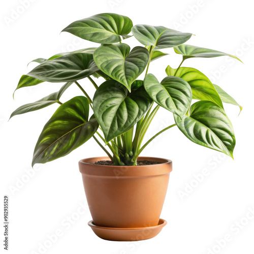 Potted indoor plant with lush green leaves, ideal for adding a touch of nature and freshness to any interior space. Isolated on transparent background, png.