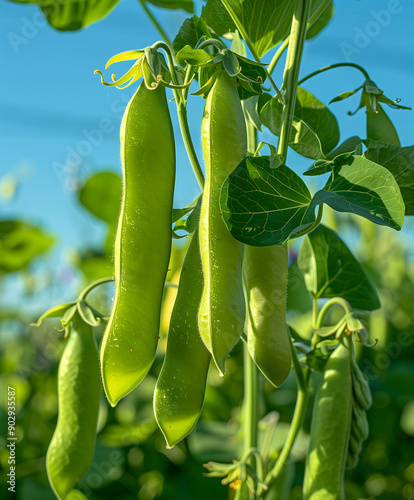Obraz na płótnie Fresh Green Peas Pod on a Bright Sky Background w salonie