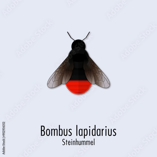 Steinhummel
Bombus lapidarius