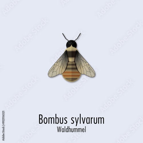 Waldhummel
bombus sylvarum photo