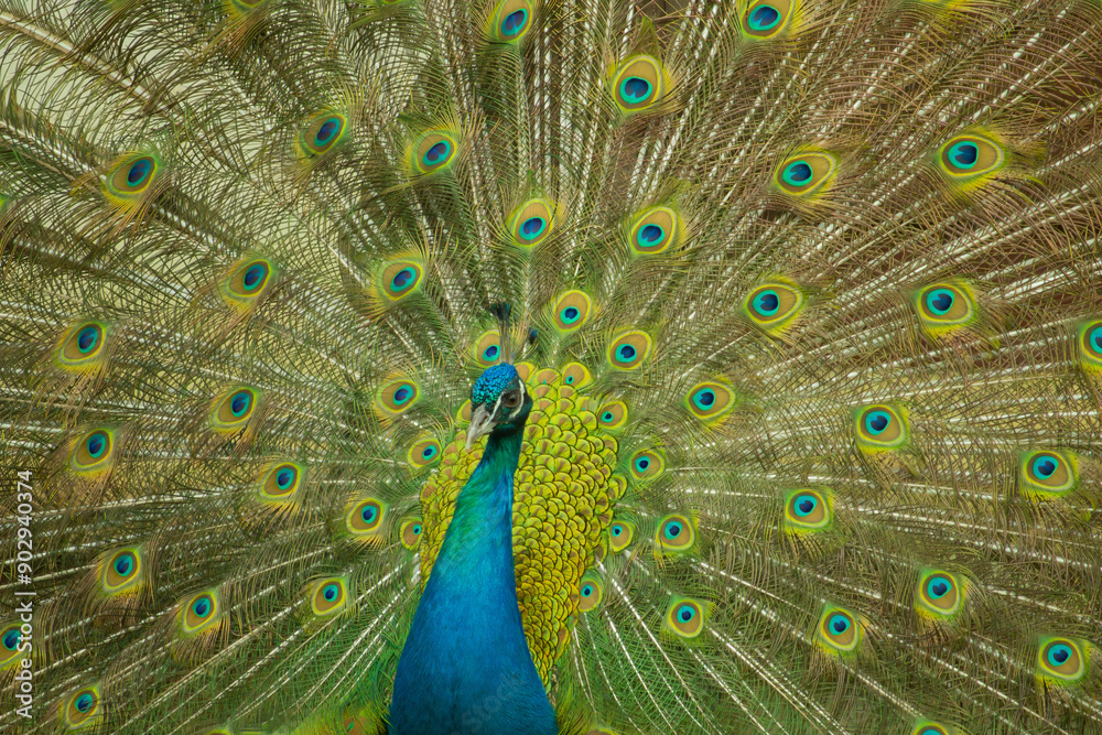 Fototapeta premium A beautiful male peacock with expanded feathers.