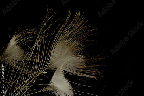 peacock feathers on black and white background