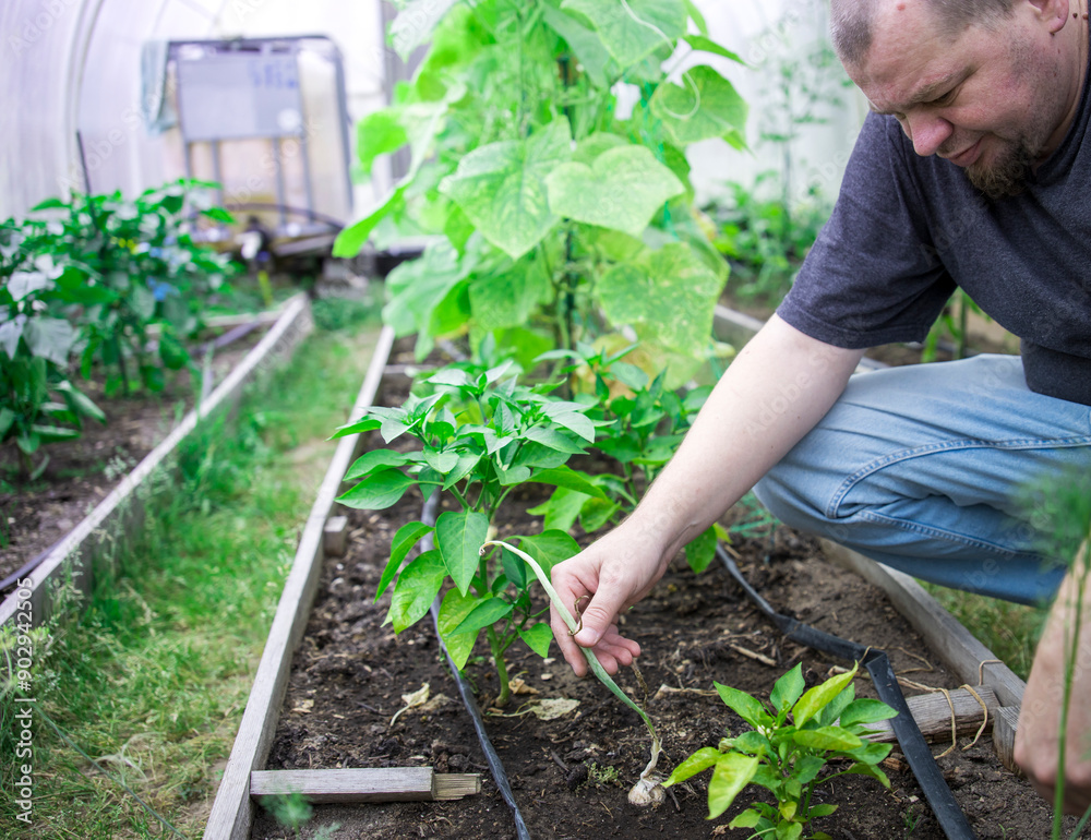 Fototapeta premium A man is tending to a garden with plants, including a pepper plant