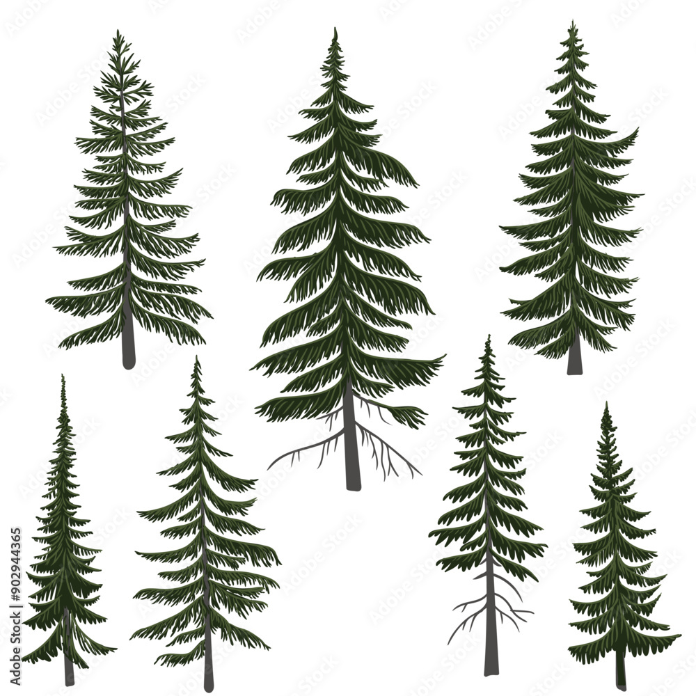 Obraz premium vector drawing fir trees, spruce trees, coniferous trees, isolated at white background, hand drawn illustration