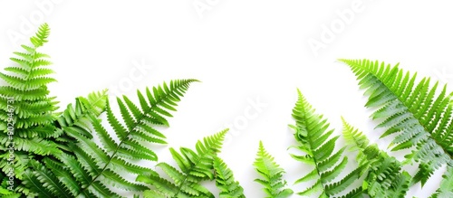 Isolated green fern leaves Blechnum spicant on a white background are perfect for nature themed displays with a copy space image for text or design photo