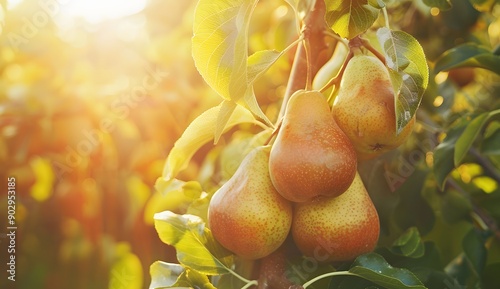 Ripe pears hanging on the tree in sunny summer day, closeup. Sunlight through leaves of pear trees at sunset in garden or orchard. Natural organic food concept.  photo