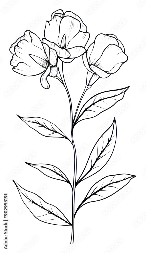 PNG Floral sketch drawing plant. PNG Floral sketch drawing plant.
