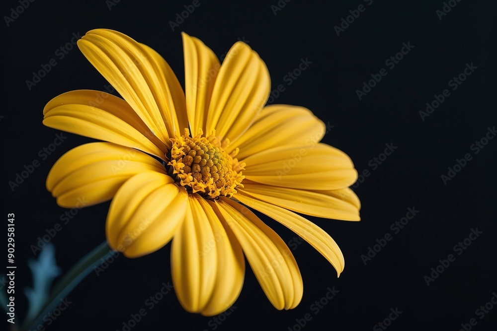 Lovely close-up of a yellow flower on a black backdrop, Generative AI. Lovely close-up of a yellow flower on a black backdrop, Generative AI.