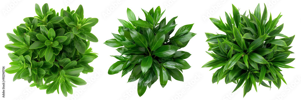 Green Plant Trio, Overhead view of three lush green plants, Botanical Diversity on a transparent background. Green Plant Trio, Overhead view of three lush green plants, Botanical Diversity on a transparent background.