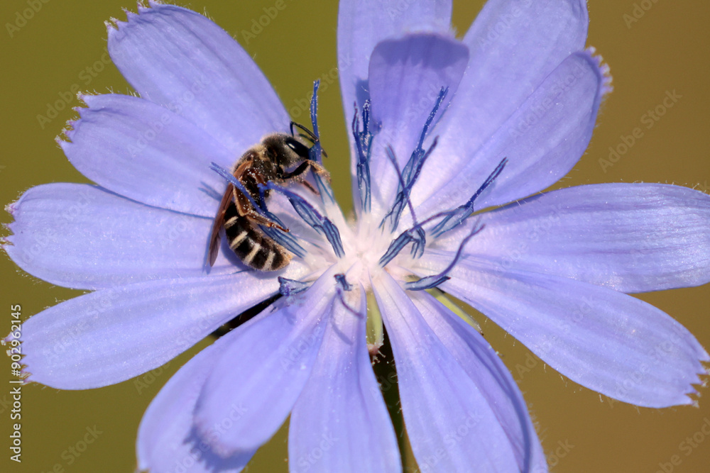 Polyester bee on Chicory Polyester bee on Chicory