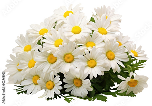 PNG Daisy flowers plant white white background.