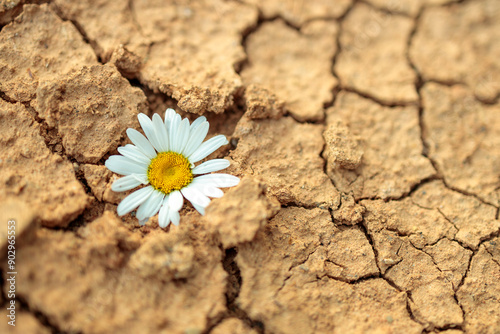 A white flower is growing in the dirt