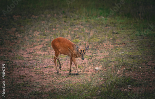 Deer come out to search for food on the edge of the forest near the Lam Takhong tent area, Khao Yai National Park, a World Heritage forest area, Thailand. photo