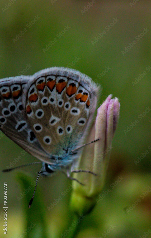 Obraz premium butterfly on a flower