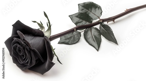 Fototapeta Naklejka Na Ścianę i Meble -  one single black rose flower on white background