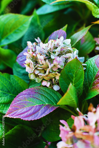 Wallpaper Mural Beautiful inflorescence of colored hydrangea with juicy green and purple leaves close up. Growing seasonal flowers in garden or on the farm Torontodigital.ca