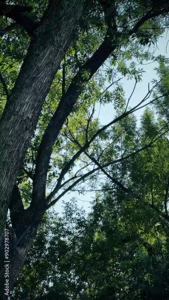 view of tree leaves swaying in the wind view of tree leaves swaying in the wind