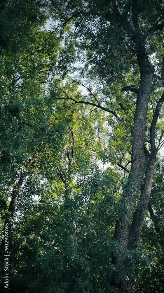 view of tree leaves swaying in the wind view of tree leaves swaying in the wind