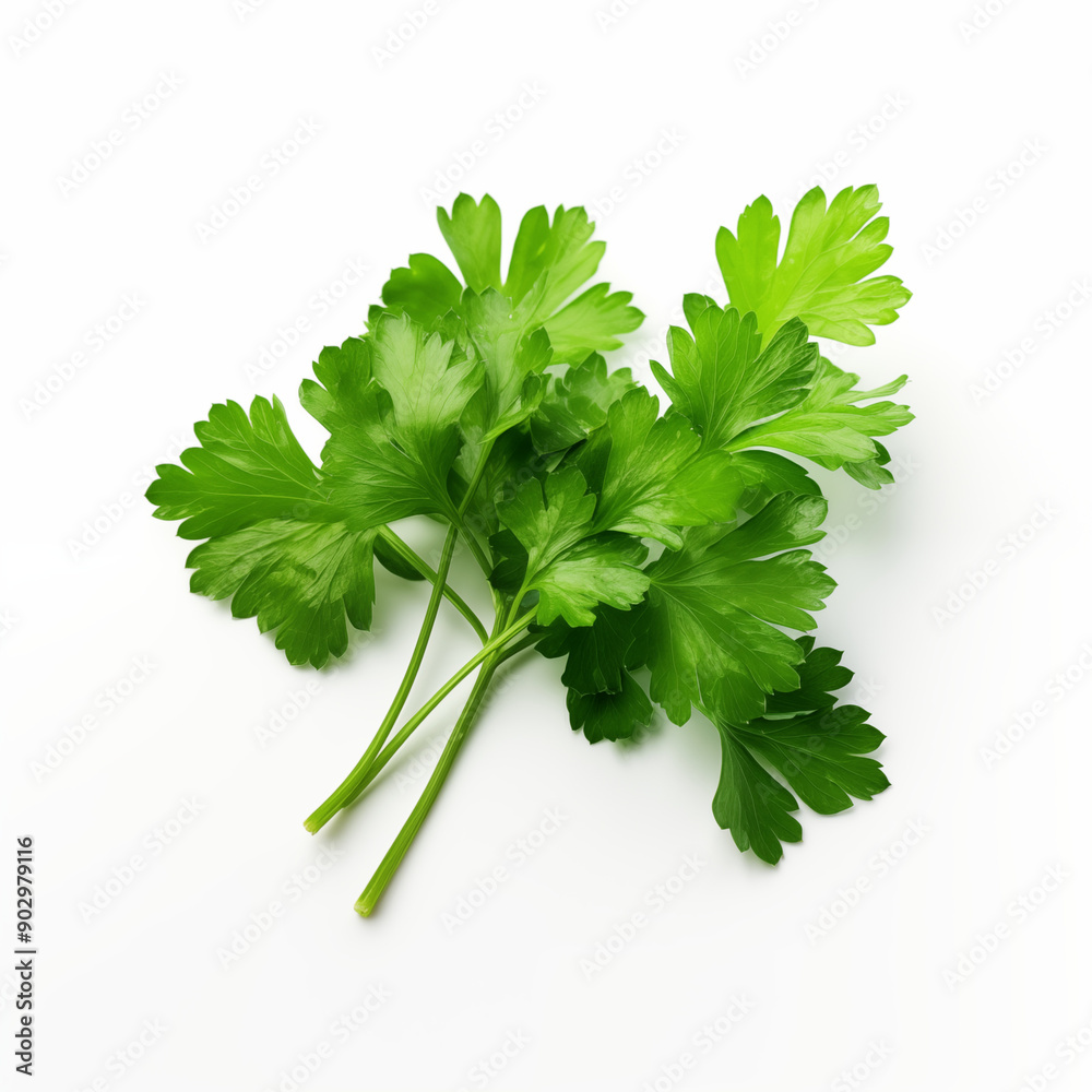 Fresh Green Parsley Sprigs Isolated on White Background Fresh Green Parsley Sprigs Isolated on White Background