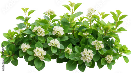 Bush of Snowberry ,Flower bush shrub tree plant isolated tropical jungle plant on white background