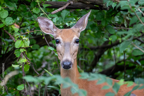 Doe Deer In the Woods, Deer, Deer in Woods, Deer Eating Leaves