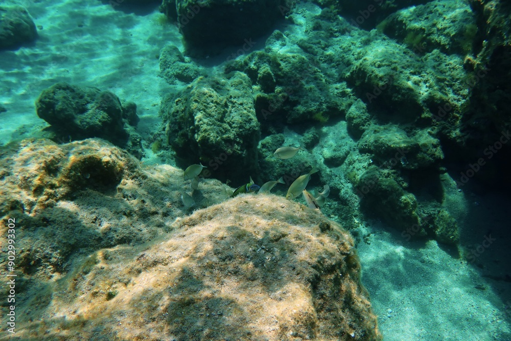 Fototapeta premium School of fish in the shallow water, stones with algae. Water with the marine life, underwater photography from snorkeling. Feeding fish, wildlife in the sea. Travel foto from trip, fish in the sea.
