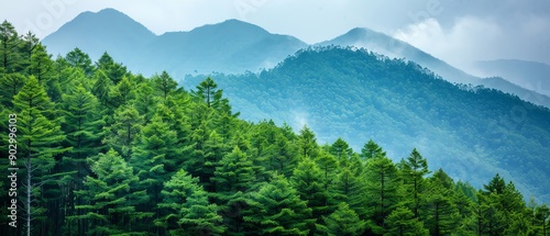 Reforestation efforts in a mountain park, restoring natural forests, protecting biodiversity photo