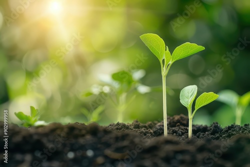 Carbon offset programs compensating for emissions by funding equivalent carbon savings elsewhere