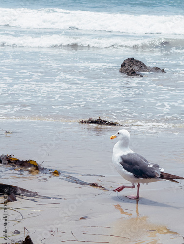 seagull on the beach standing on one leg