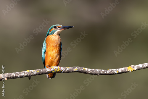 Kingfisher perched on a branch looking forward