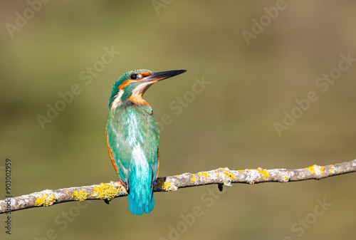 Kingfisher perched on a branch looking towards the bottom showing the light blue colors of its back