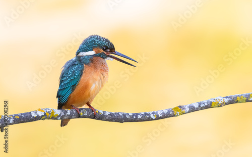 Kingfisher perched on a branch looking sideways with beak open