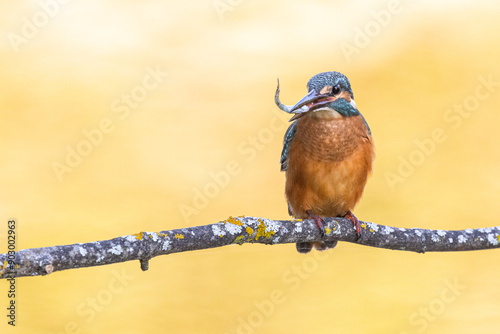 Kingfisher perched on a branch looking at the camera with a fish in its beak