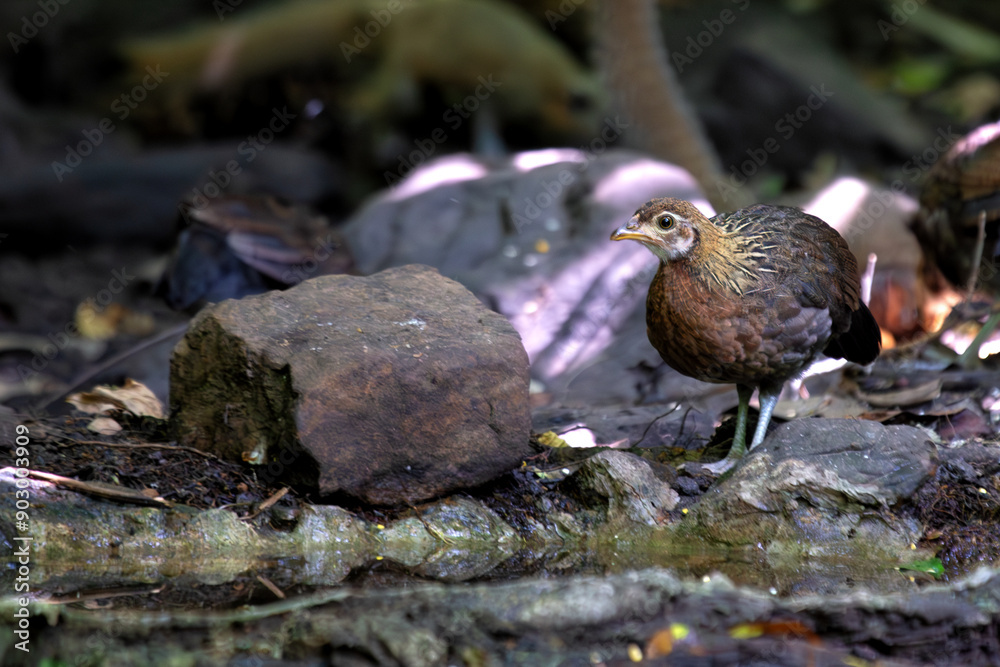 Red Junglefowl (Gallus gallus) in Southeast Asia Red Junglefowl (Gallus gallus) in Southeast Asia