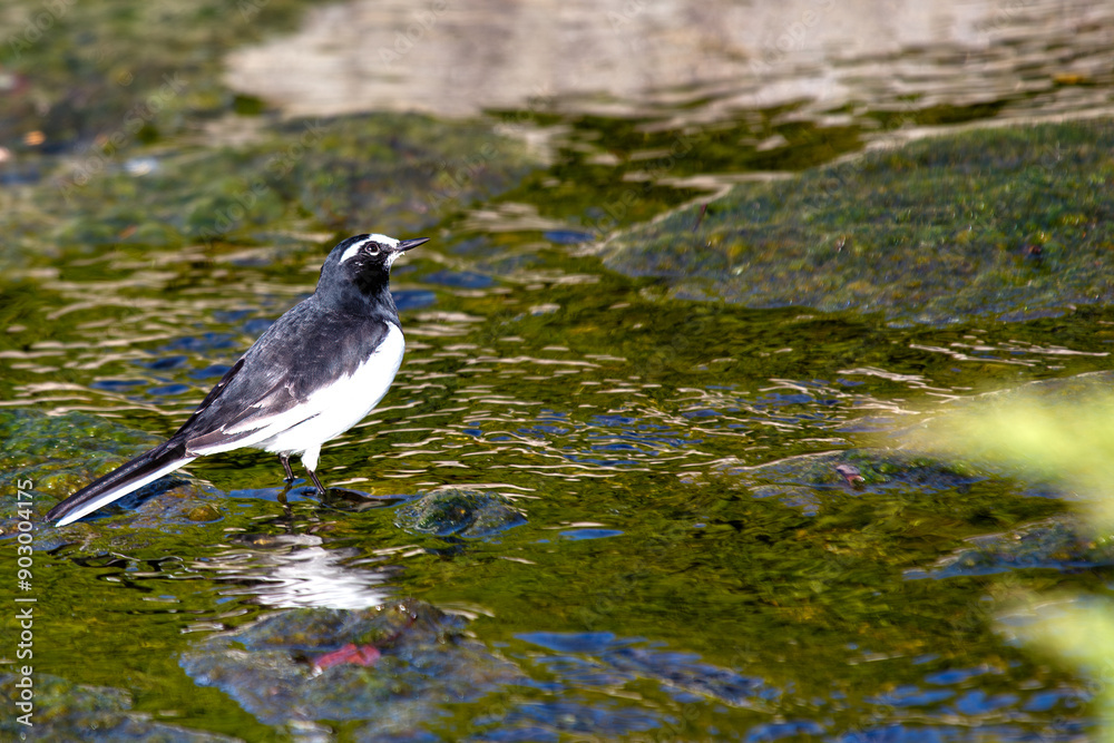 Japanese Wagtail (Motacilla grandis) in Japan Japanese Wagtail (Motacilla grandis) in Japan