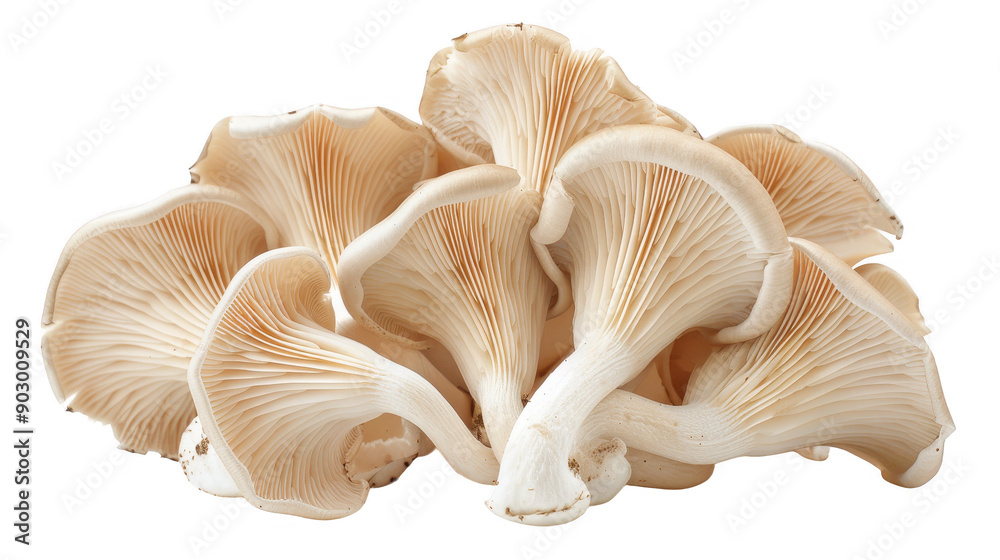 Close-up of Fresh Oyster Mushrooms Highlighting Their Elegant Gills Close-up of Fresh Oyster Mushrooms Highlighting Their Elegant Gills