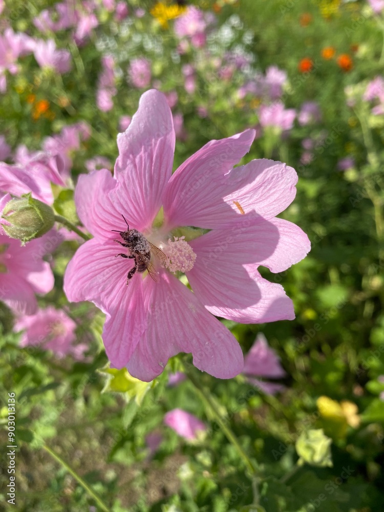 pink flowers pink flowers