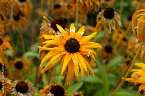 Yellow daisies on the flowerbed near the house. Daisies need water. Yellow flowers under the sun. Asters