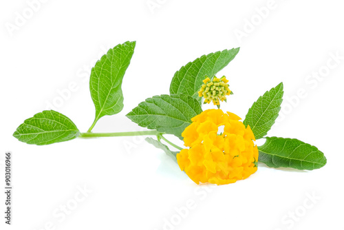 Latana camara flower close up on white background.
