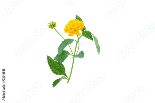 Latana camara flower close up on white background.