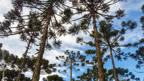 Urubici in Santa Catarina, Brazil. Aerial view. Araucaria trees. photo