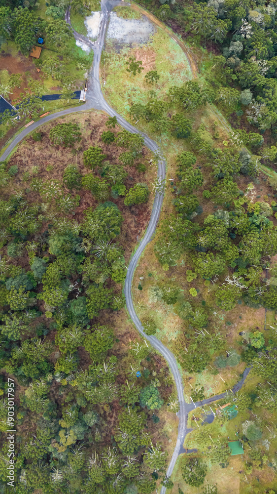 Urubici in Santa Catarina, Brazil. Aerial view. Araucaria trees. Urubici in Santa Catarina, Brazil. Aerial view. Araucaria trees.