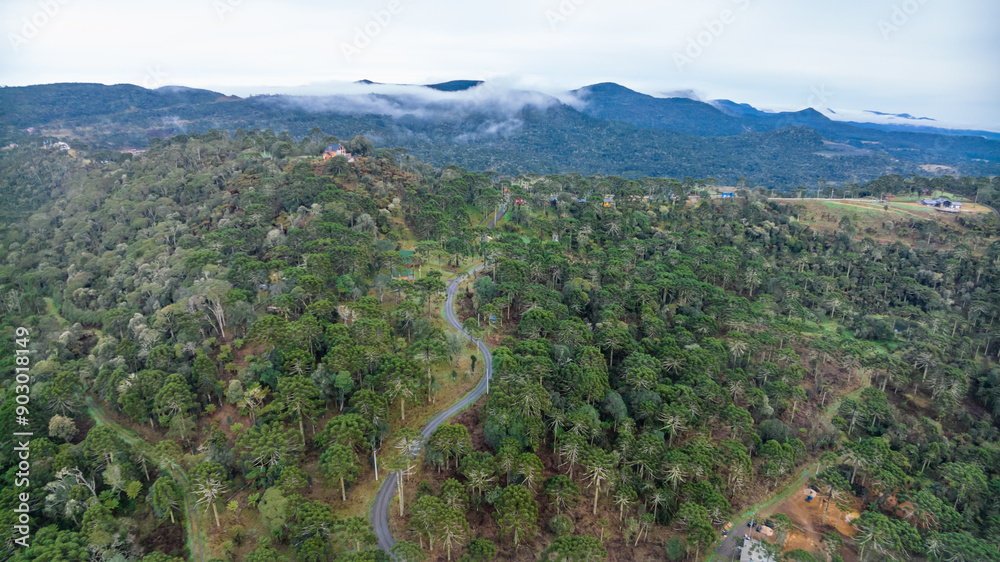 Naklejka premium Urubici in Santa Catarina, Brazil. Aerial view. Araucaria trees.