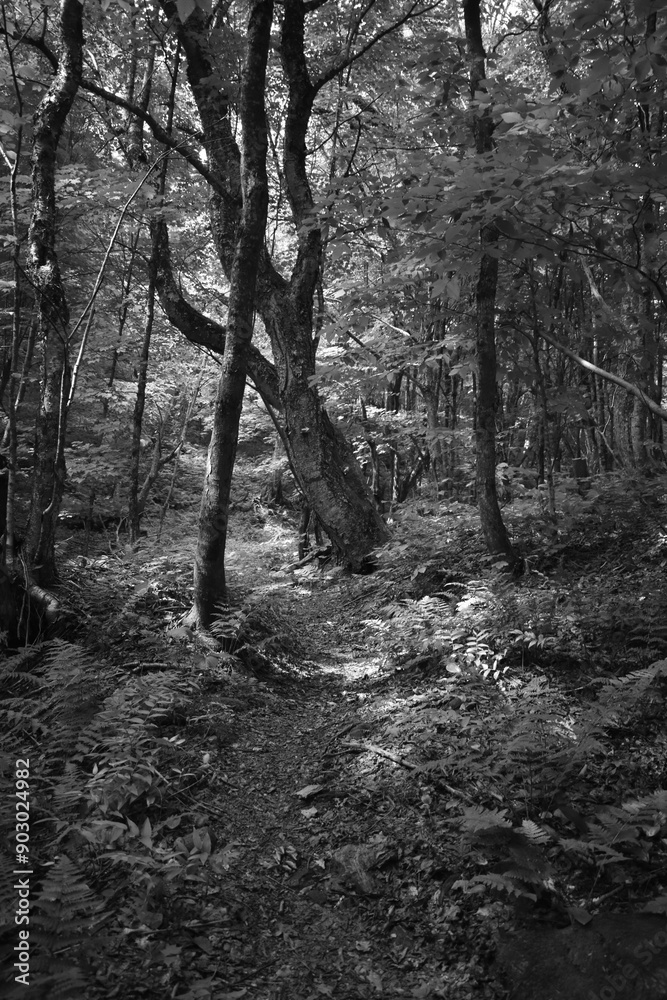 Naklejka premium Boucle Mont Singer 29 Juillet 2024 - N&B